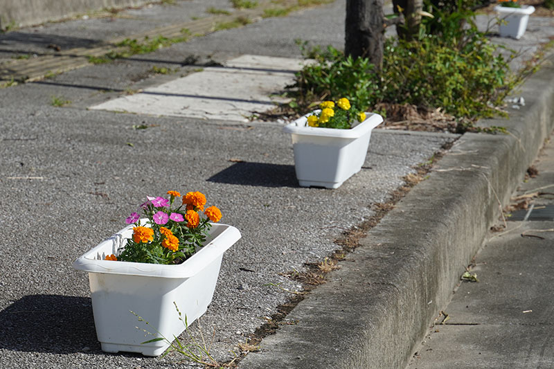 目取真区でメイン通りを彩る花植えボランティア。公民館はミニデイ再開で活気（2022/11/22）