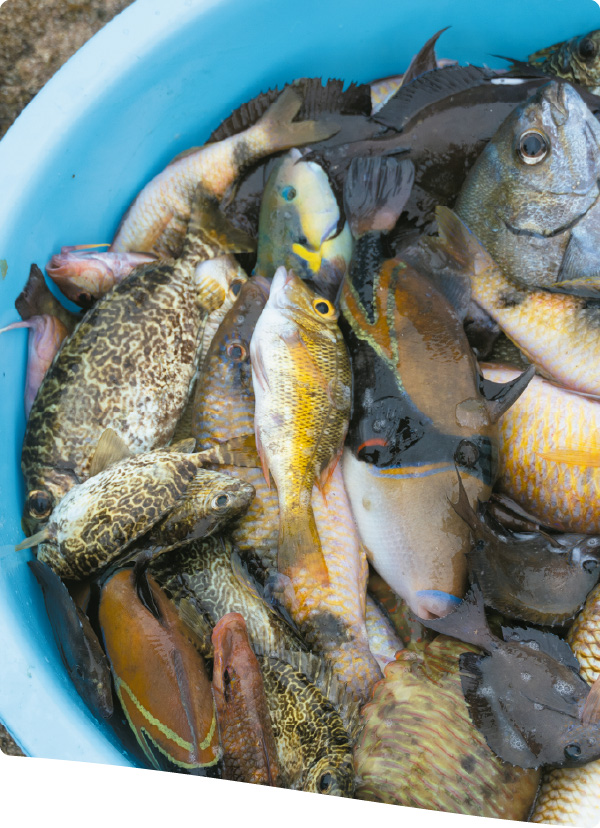 魚