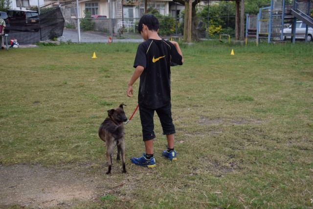 保護犬を新しい家族へ　島添の丘の子ども達がトレーナーに挑戦