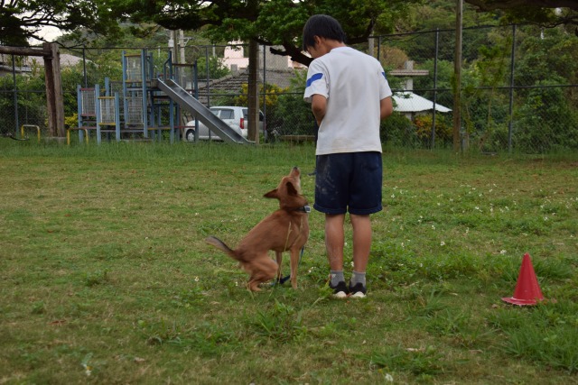 保護犬を新しい家族へ　島添の丘の子ども達がトレーナーに挑戦