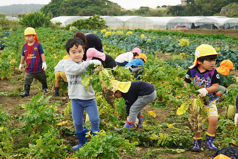 保育園児がジャガイモと大根の収穫体験（2023/01/31、02/10）