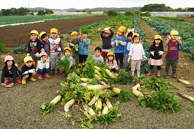 保育園児がジャガイモと大根の収穫体験（2023/01/31、02/10）