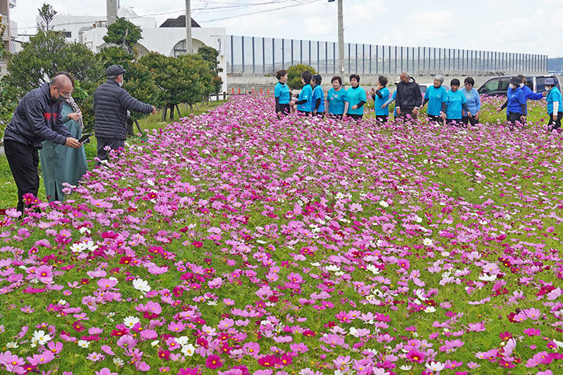 コスモス満開の広場で『つはこ花咲かす会』が初イベント（2023/02/26）