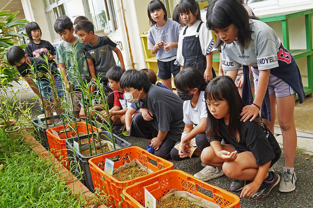 知念小でキバナノヒメユリの学習会（2023/06/16）