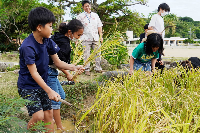 知念小4年生が校内の池で育てた稲を収穫（2023/12/11）