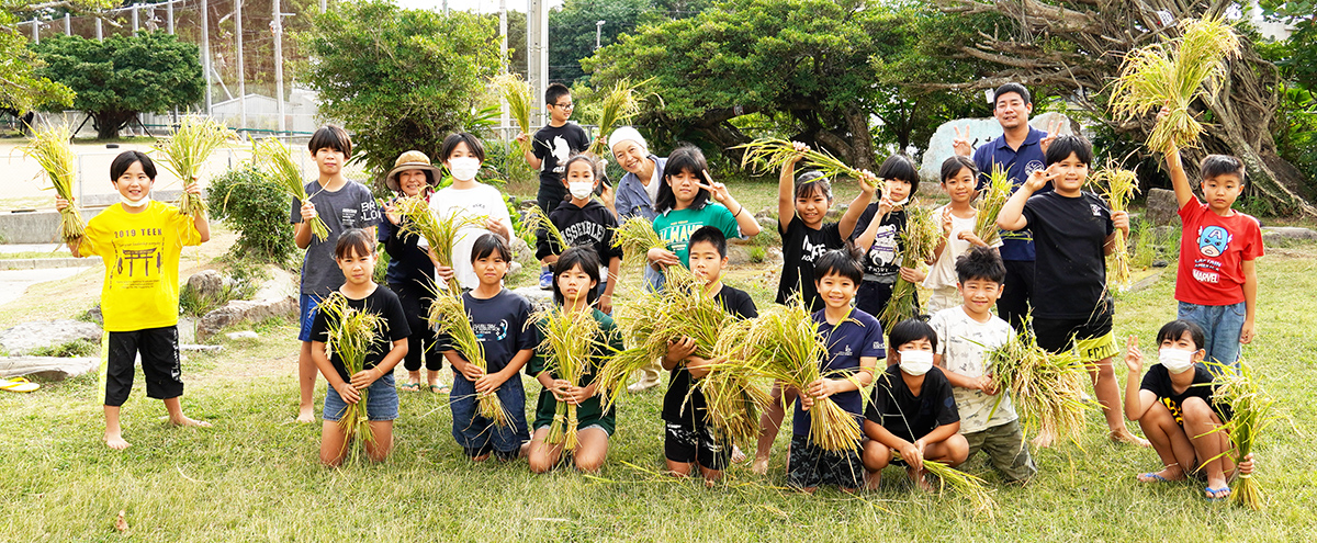 知念小4年生が校内の池で育てた稲を収穫（2023/12/11）