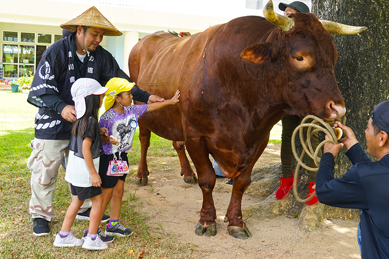 佐敷こども園に闘牛がやってきた（2024/06/26）