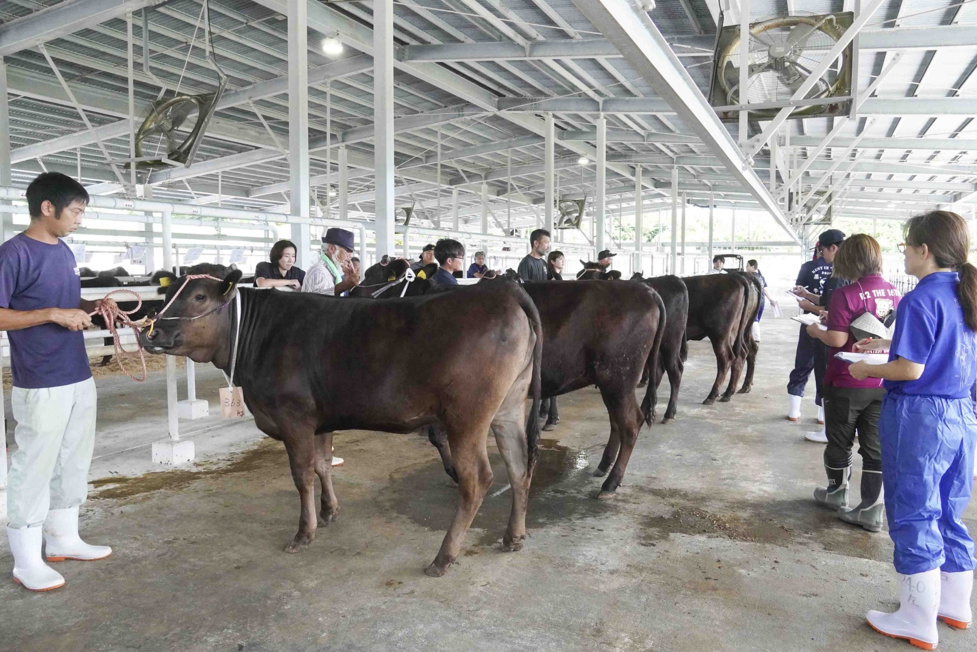 肉用牛の審査の様子