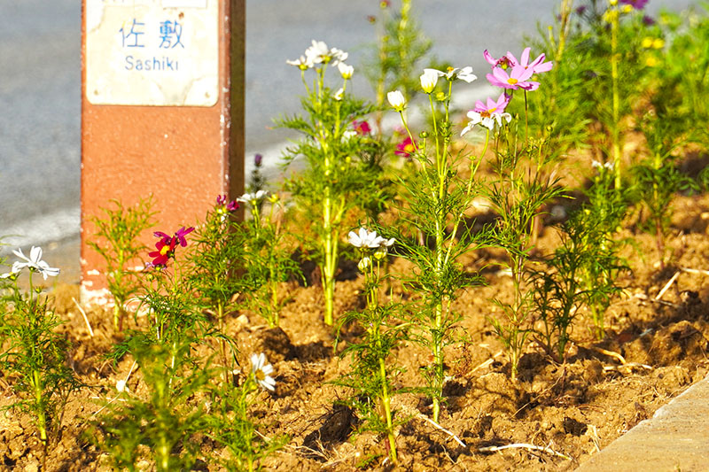 女性会が色とりどりの花でランナーを応援（2025/10/18）